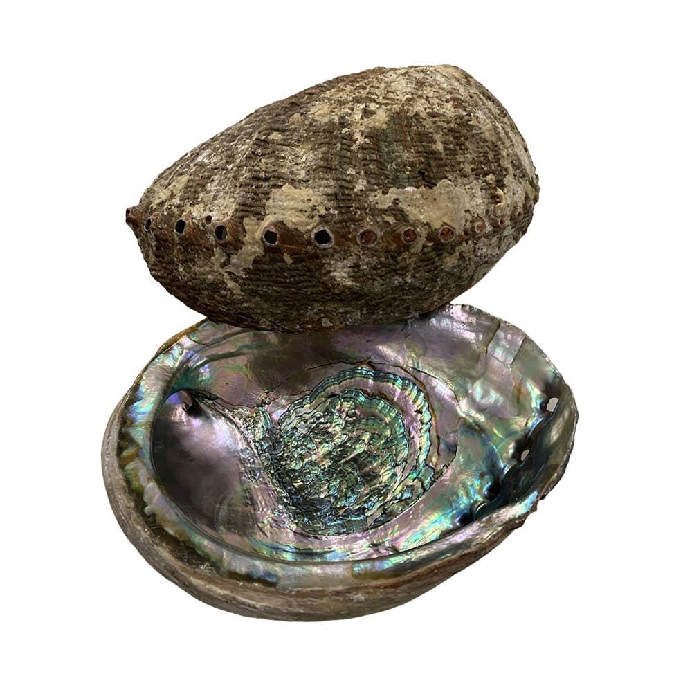 Abalone Shell