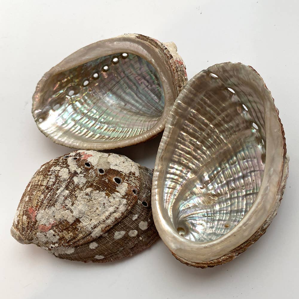 Abalone Shell