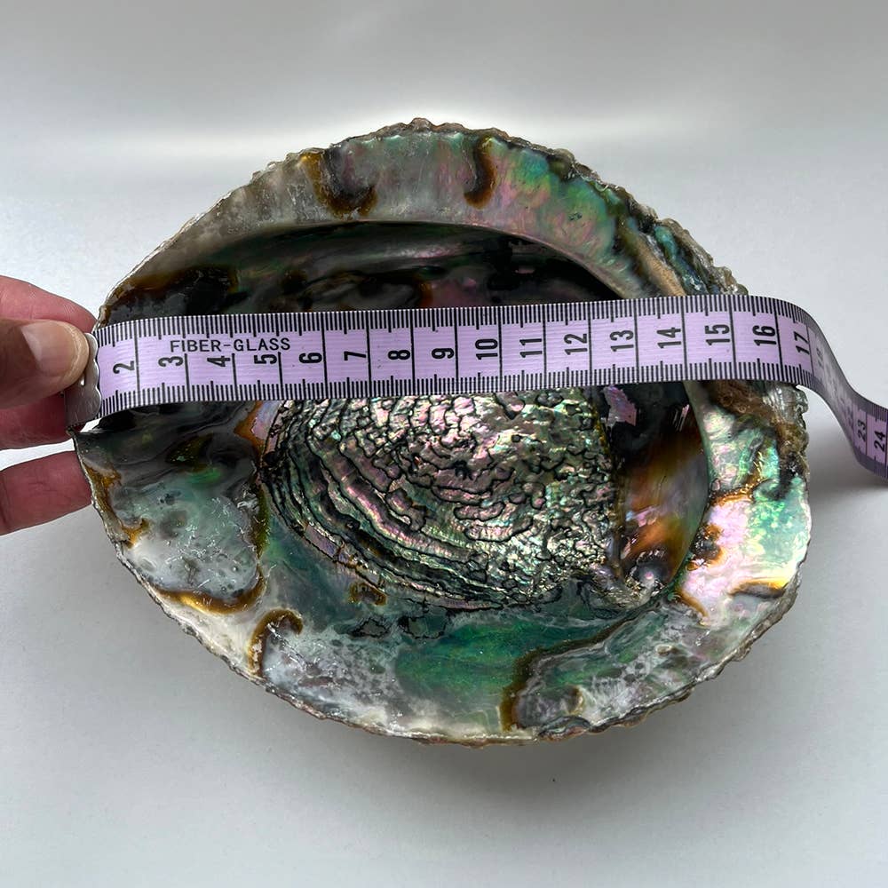 Abalone Shell