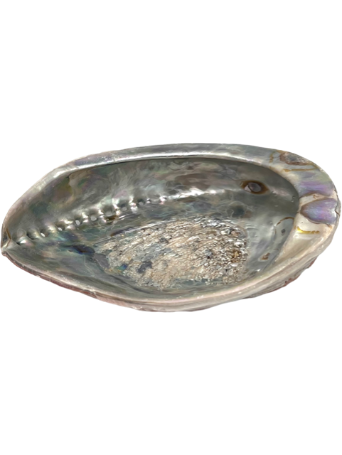 Abalone kotilokuori n 15-16cm