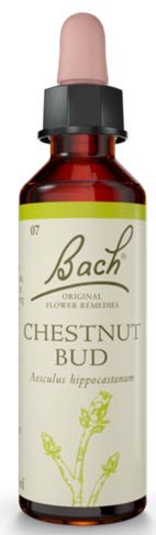 Chestnut Bud 20ml