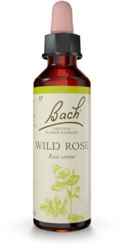 Wild Rose 20ml