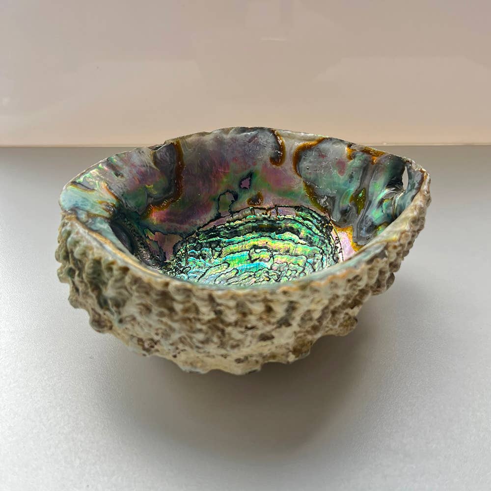 Abalone Shell