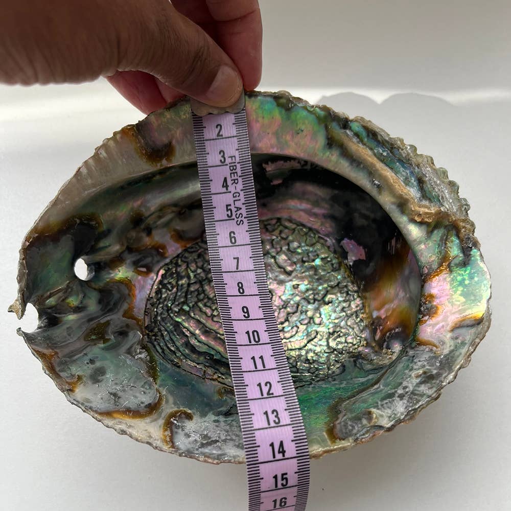 Abalone Shell