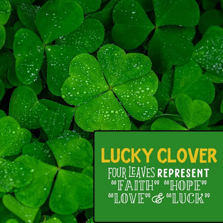 Crazy Rumors Happy Juju Lucky Clover