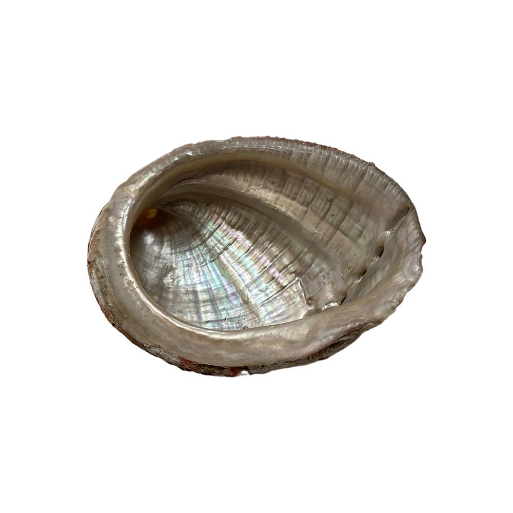 Abalone Shell