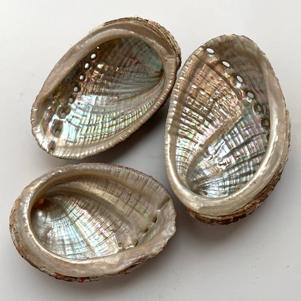 Abalone Shell